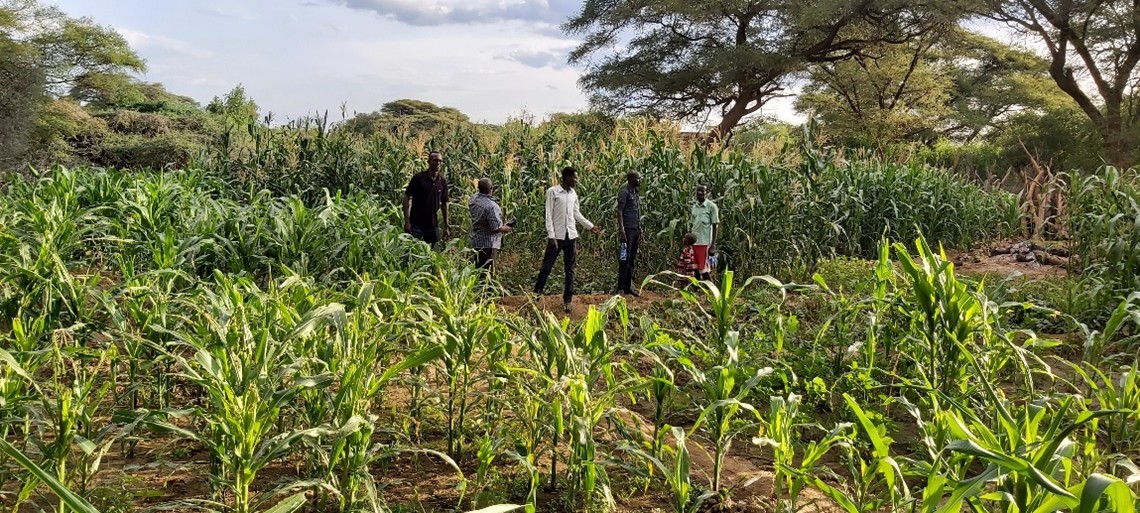 Farming done along borehole area