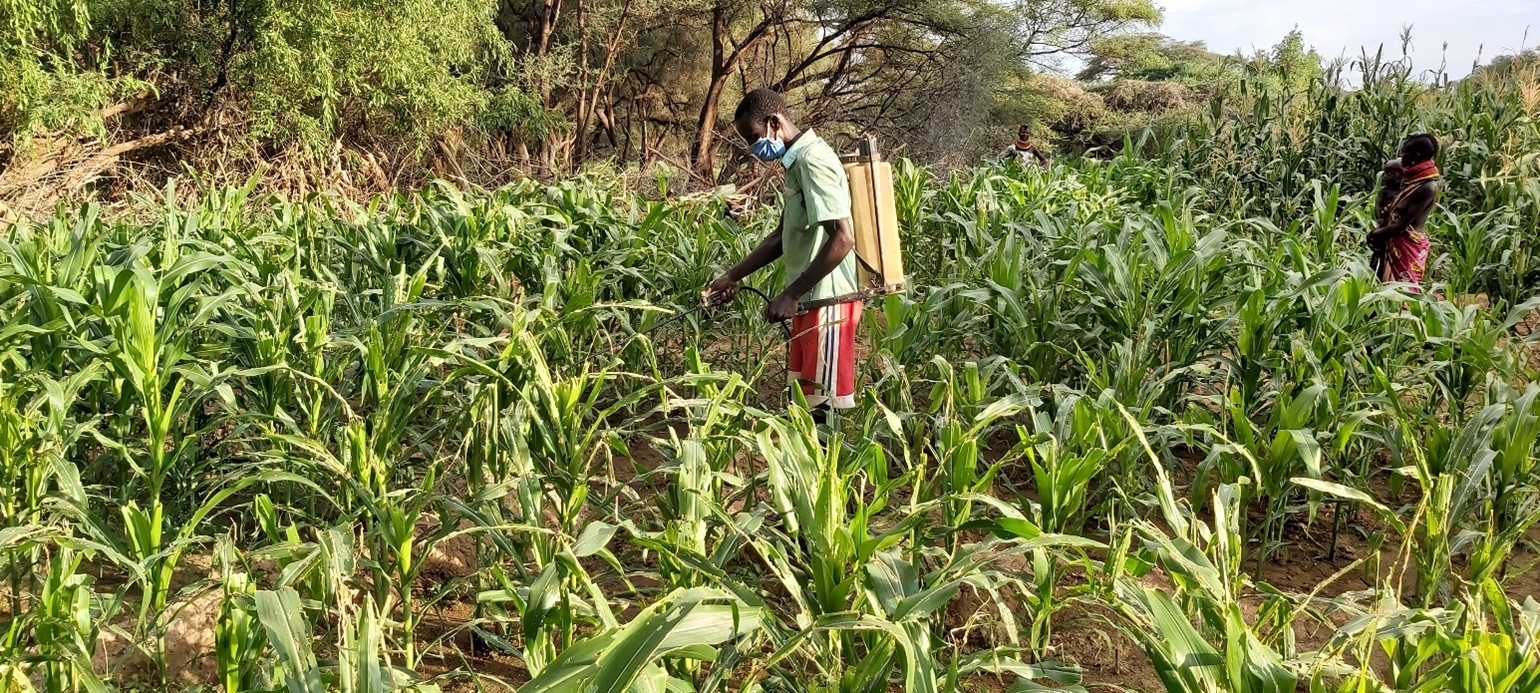 Beneficiary spraying insecticides