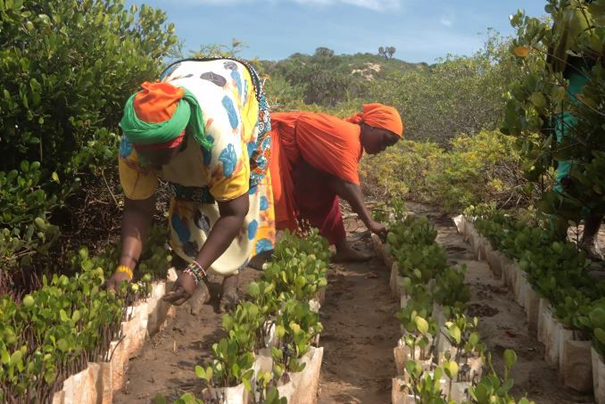 Mangrove Restoration Lamu